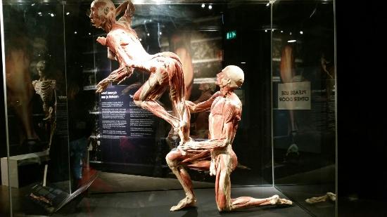 body-worlds-the-happiness