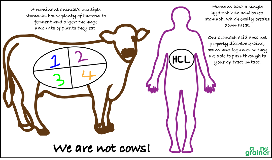 cow-vs-humans