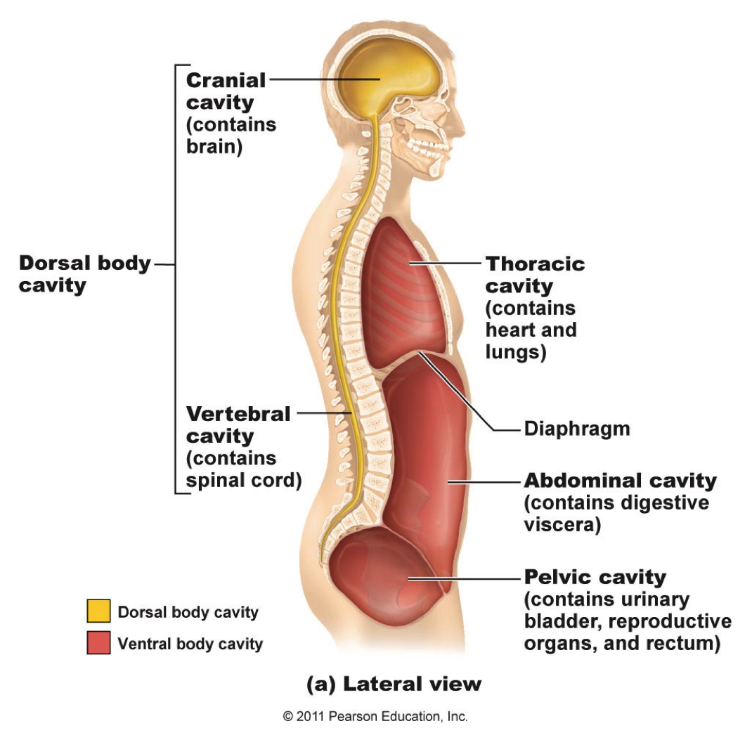 4: Pelvic Cavity, Contents and Genital Organs