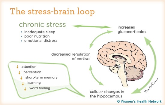 How Stress Effects Our Memory