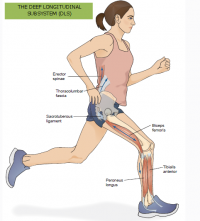 Deep longitudinal system & core stabilisation - Part 4