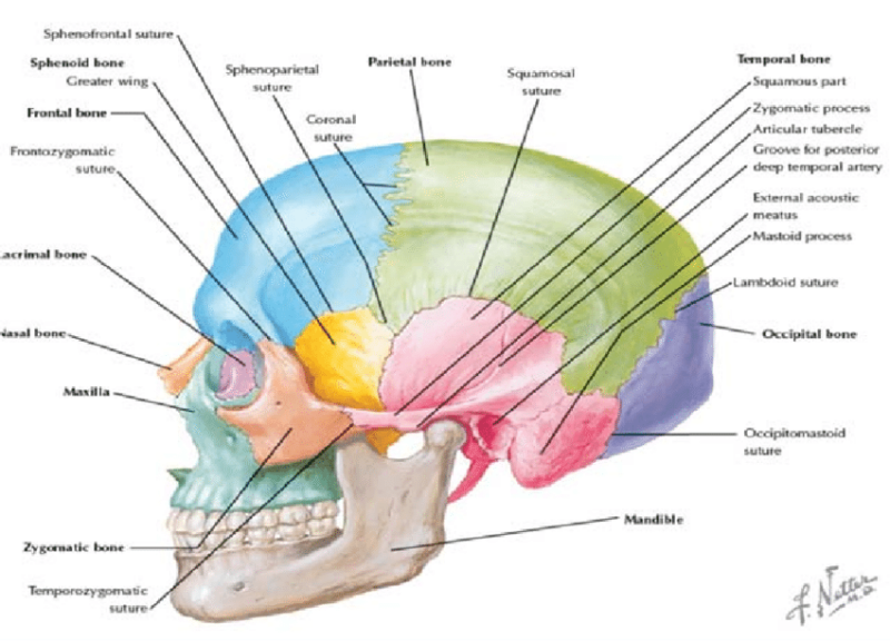 The hip, jaw, gut & immune system connection